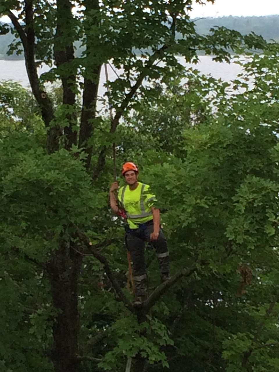 tree removal Kingston