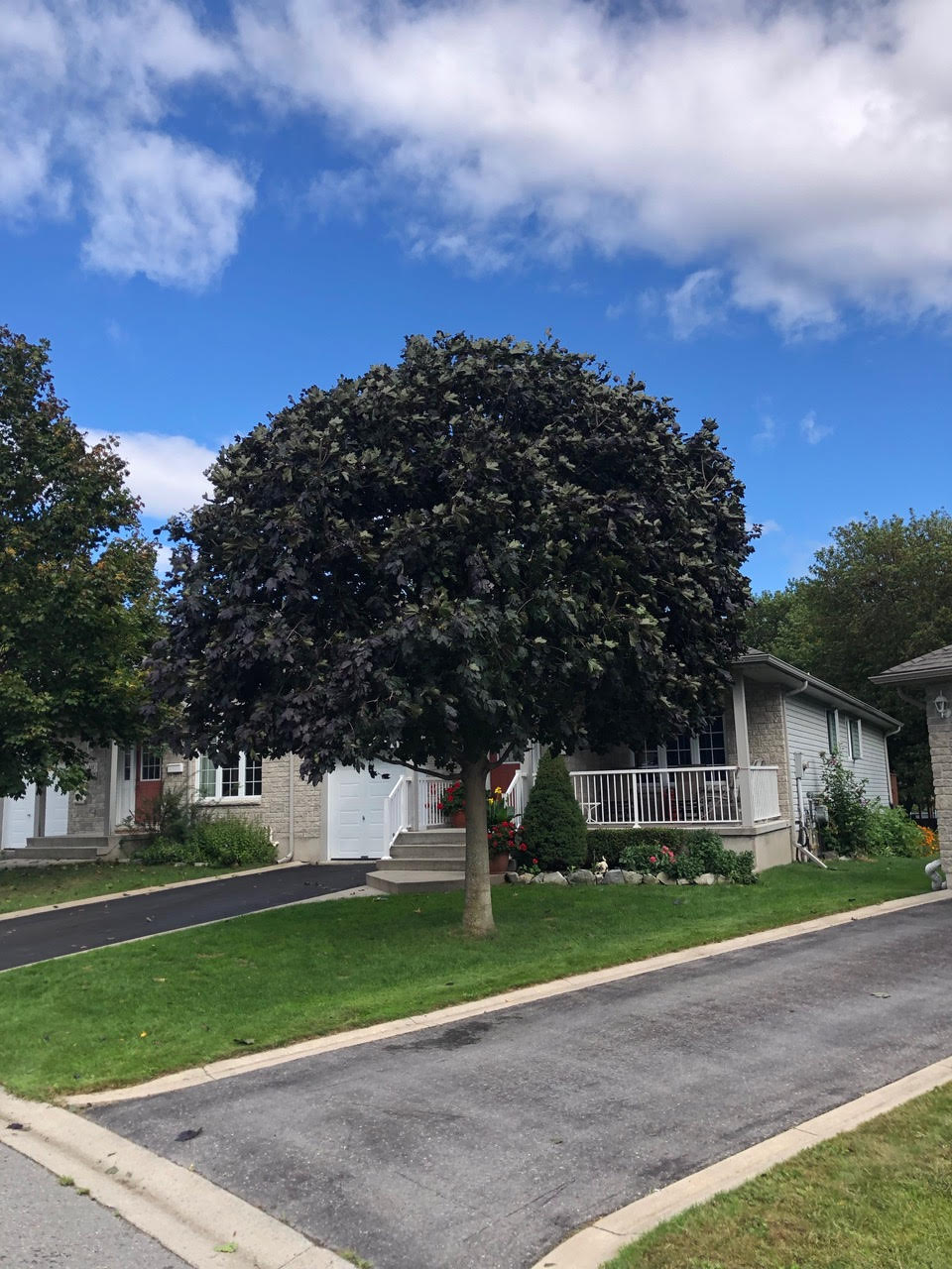 Tree Pruning Kingston